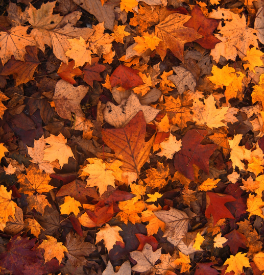 Brown autumn leaves symbolising change and planning for the future