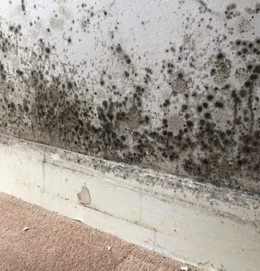 Mould growth on the wall of a private rented property, highlighting damp and mould issues addressed by Scotland’s 2026 landlord regulations