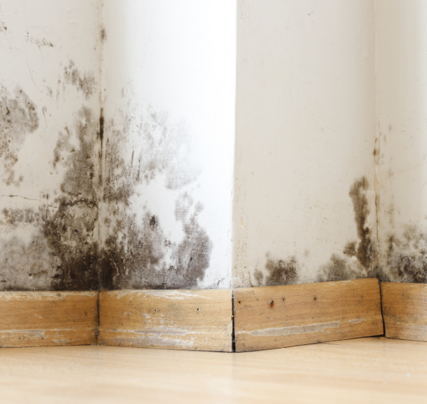 Damp and mould patches on an internal wall above wooden skirting