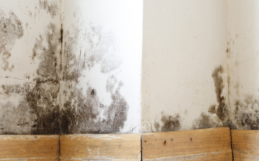 Damp and mould patches on an internal wall above wooden skirting