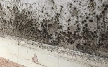 Mould growth on the wall of a private rented property, highlighting damp and mould issues addressed by Scotland’s 2026 landlord regulations
